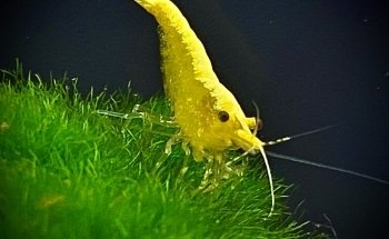 Acuario Gazpher