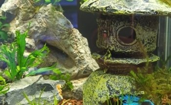 Acuario Gazpher