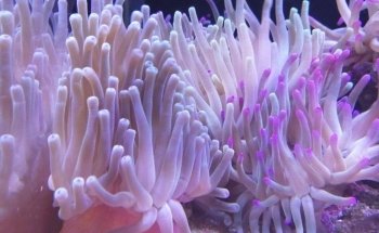 Acuario Gazpher