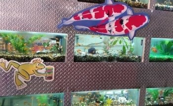 Acuarium