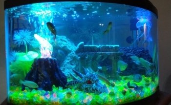 Acuario