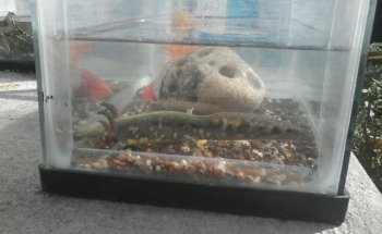 Acuarium