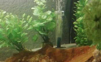 Seahorse Aquarium