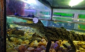Seahorse Aquarium