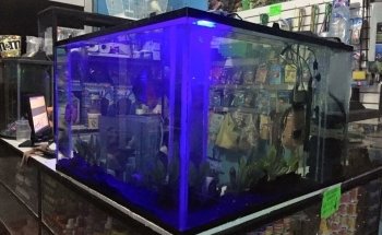 Seahorse Aquarium