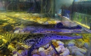 Seahorse Aquarium