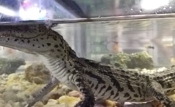Seahorse Aquarium