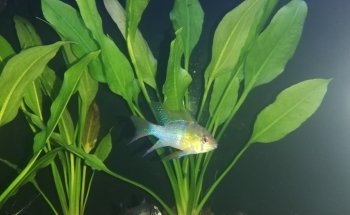 Seahorse Aquarium