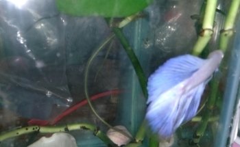 Seahorse Aquarium