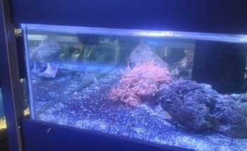 Seahorse Aquarium