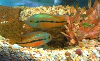 Allcoast Aquarium