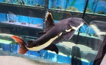 Allcoast Aquarium