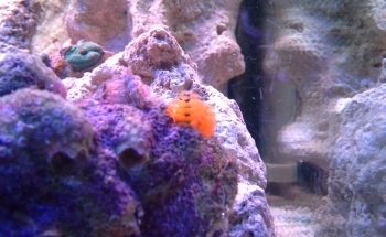 Allcoast Aquarium