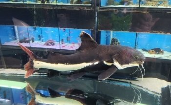 Allcoast Aquarium