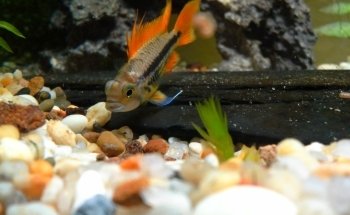 Allcoast Aquarium