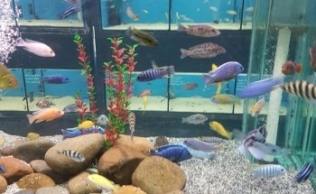 Allcoast Aquarium