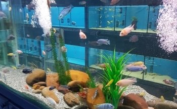Allcoast Aquarium