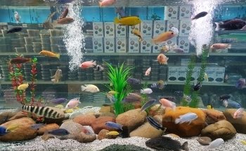 Allcoast Aquarium