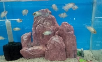 Acuario Mundo pez cancun