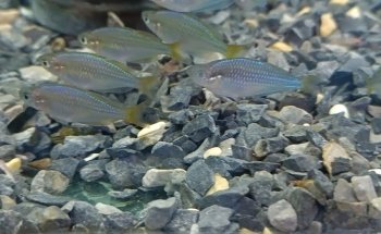 Acuario Mundo pez cancun