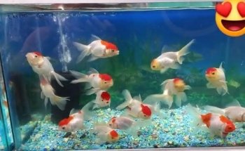 Acuario Mundo pez cancun