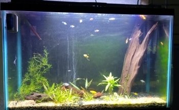 Acuario Mundo pez cancun