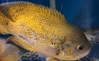 Acuario Mundo pez cancun