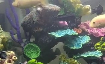 Acuario Mundo pez cancun