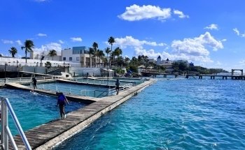 Dolphin Discovery Cancun