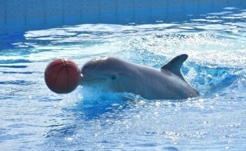 Dolphin Discovery Cancun