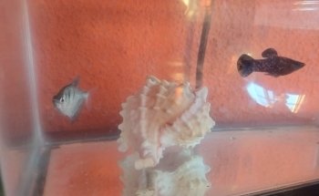 Veterinaria El Ángel