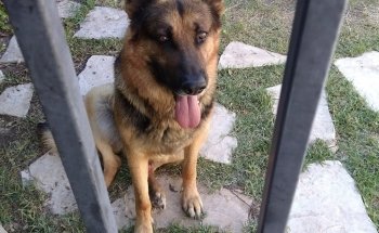 Veterinaria El Ángel