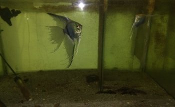 Veterinaria El Ángel