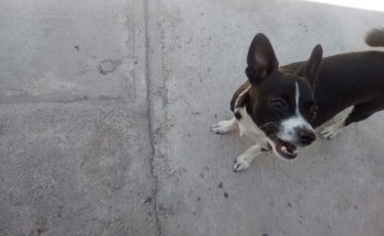 Veterinaria El Ángel