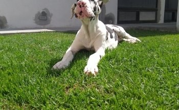 Veterinaria El Ángel