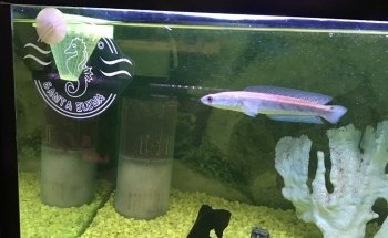 Acuario Santa Elena