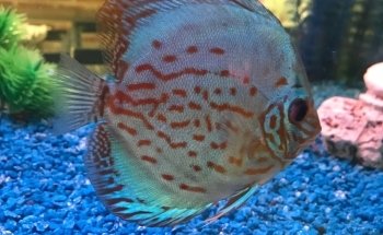 Acuario Santa Elena