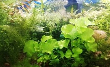 Acuario Ramirezi