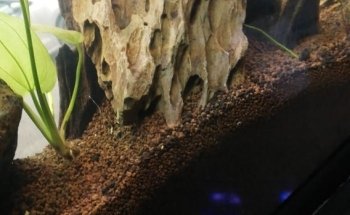 Acuario Ramirezi