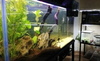 Acuario Ramirezi