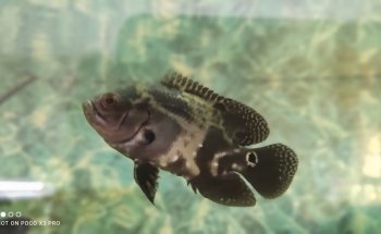 Acuario Ramirezi