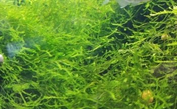 Acuario Ramirezi