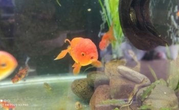Acuario Ramirezi