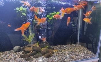 Acuario Ramirezi
