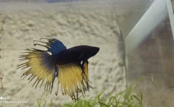 Acuario Ramirezi