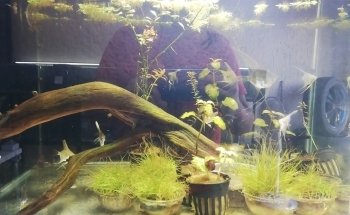 Acuario Ramirezi