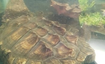 Acuario Vega