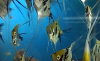 Acuario Vega