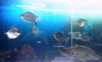 Acuario Vega