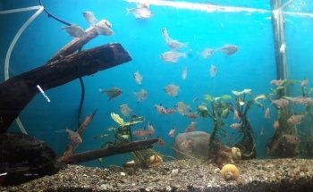 Acuario Vega